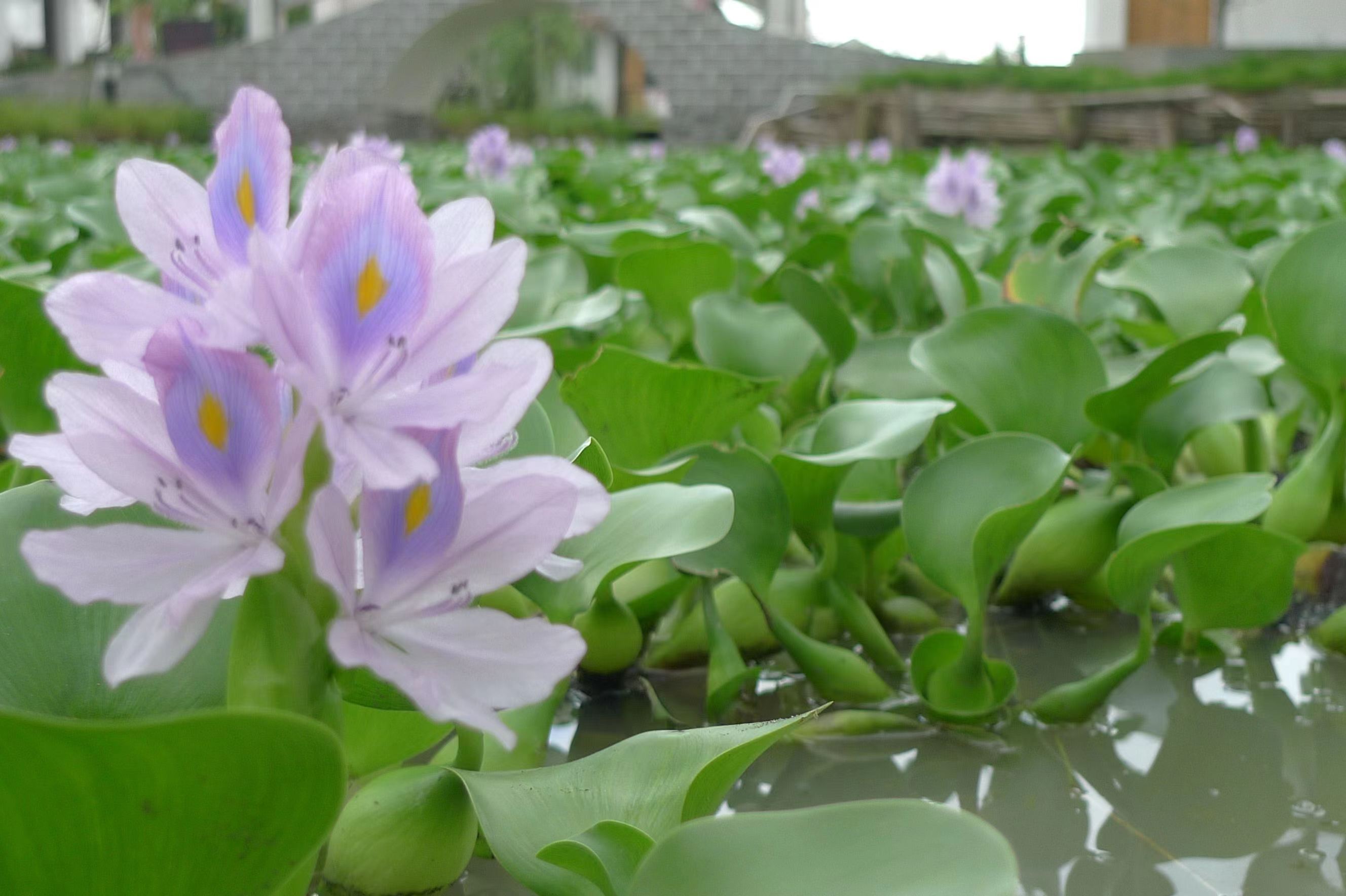 浮萍水草买回来怎么消毒,水草睡莲打理