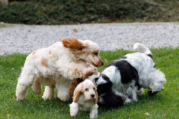 狗狗各种坏习惯,狗狗家中古怪行为引热议