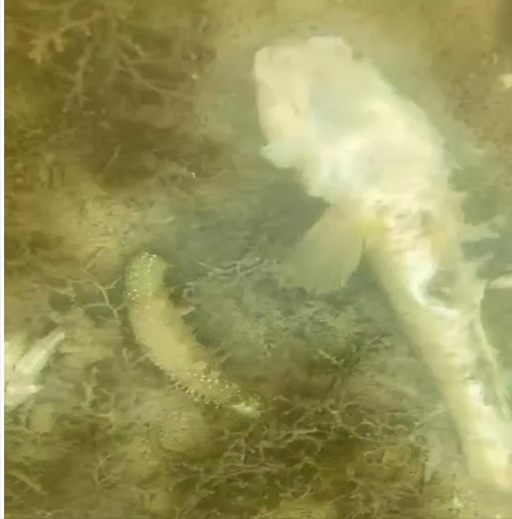 海参捕捞的最佳时间,海参进棚什么状态好