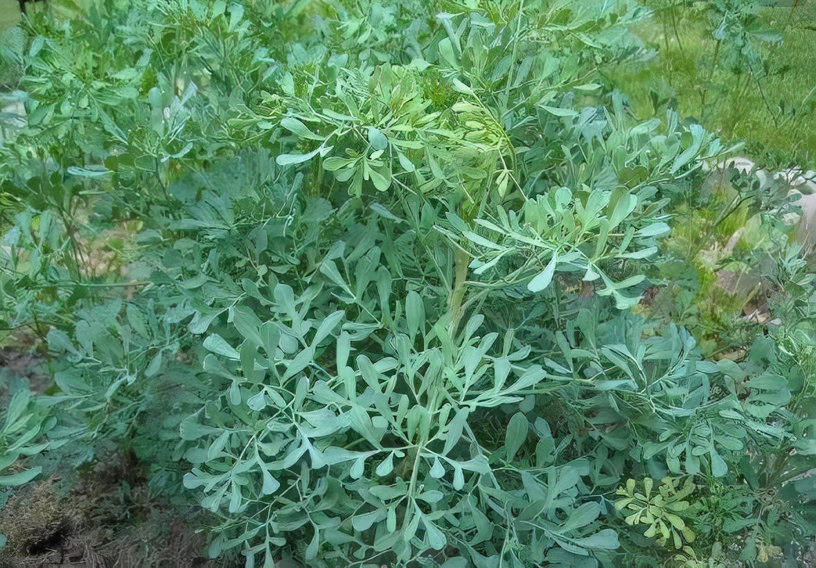 新冠变异毒株防护,新冠疫情病毒变异毒株传染性