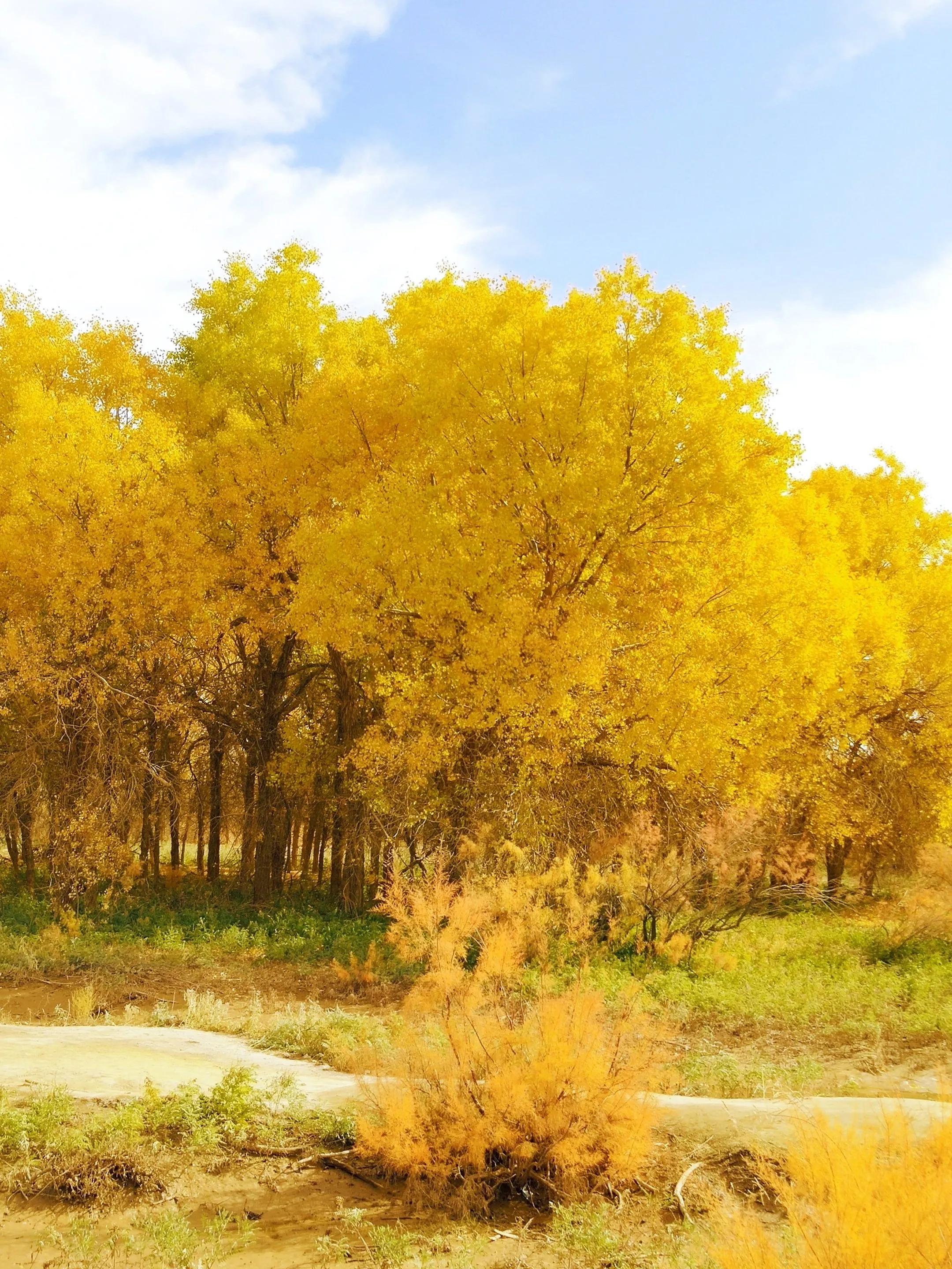 赞美秋日的经典诗,赞美秋日伤感的诗