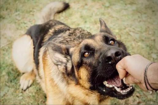 小女孩被恶犬咬原视频,被恶犬咬伤7岁女童状态平稳