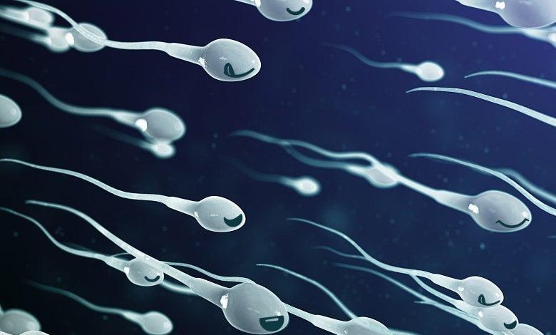 精子的活动轨迹讲解,精子的轨迹分析