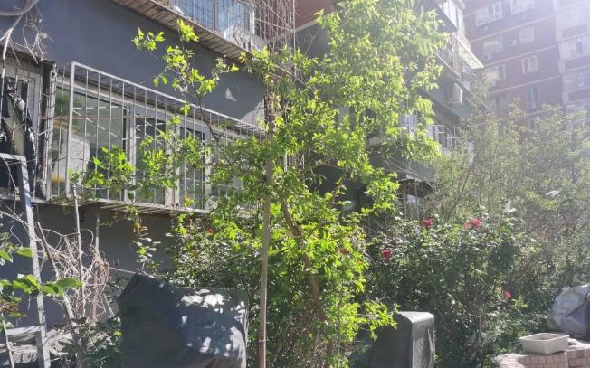 小区绿化树木遮挡可以砍掉吗,小区里的树挡光线业主可以修剪吗