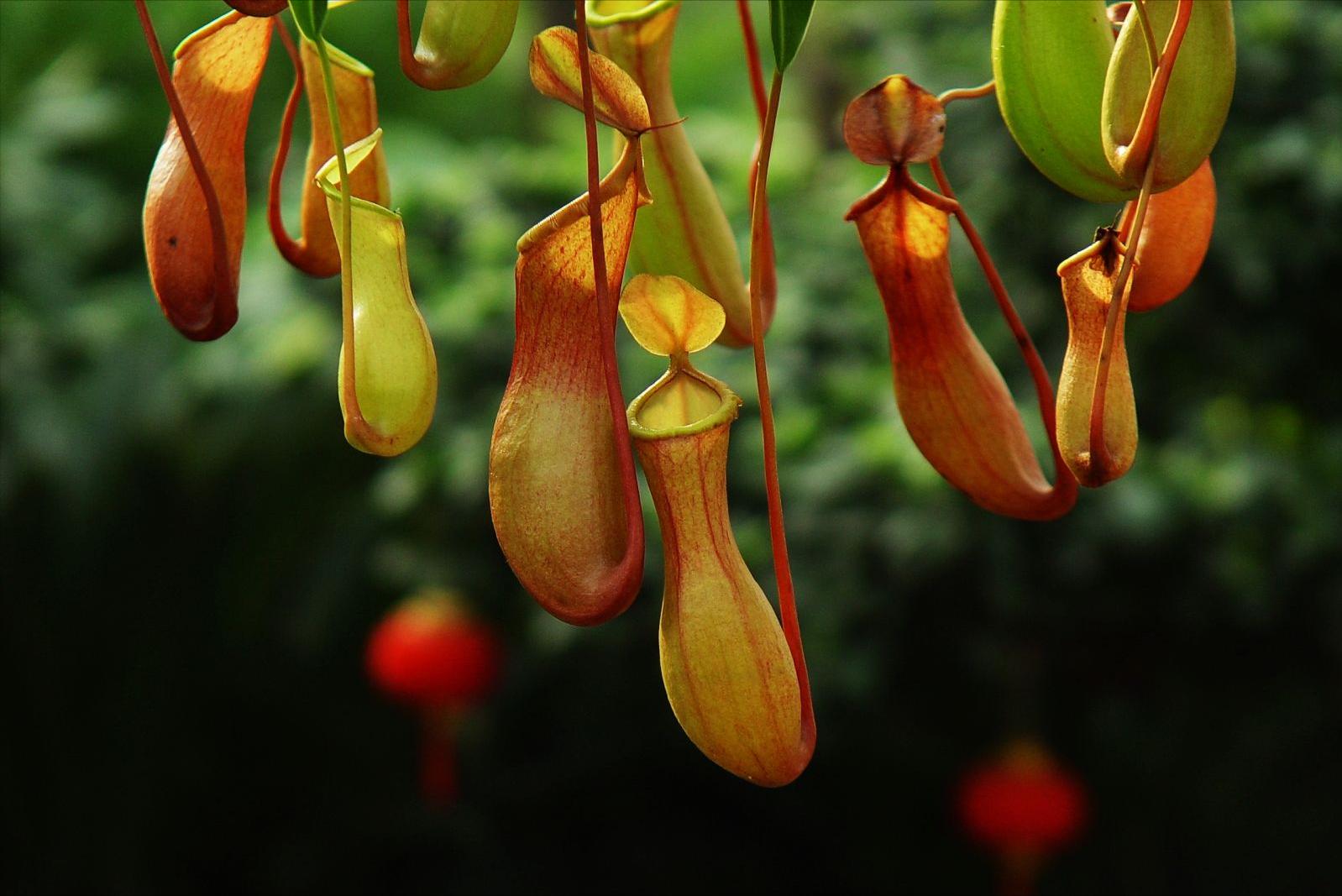 设置陷阱捕捉昆虫植物,设陷阱抓石斑鱼