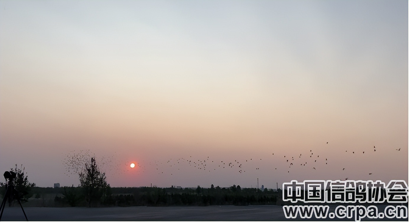 联翔2023夏季赛程,2020年国家赛信鸽1000公里联翔