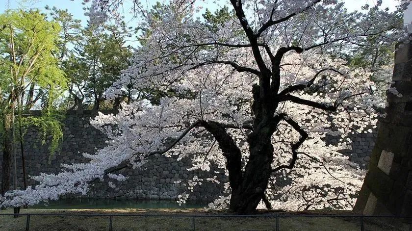 遵节循气|*光春**为礼，花开为信