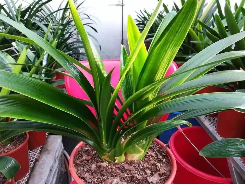 酸性水浇花改善土壤板结,用什么水浇花土壤不会板结