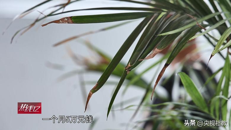 高薪*局骗**！五男子深陷缅北“电诈地狱”，警方展开跨国救援丨《热线12》