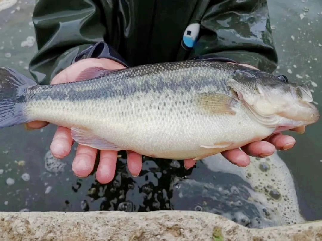 襄阳老河口市乡村振兴有哪些项目,湖北省老河口市乡村振兴工作重点