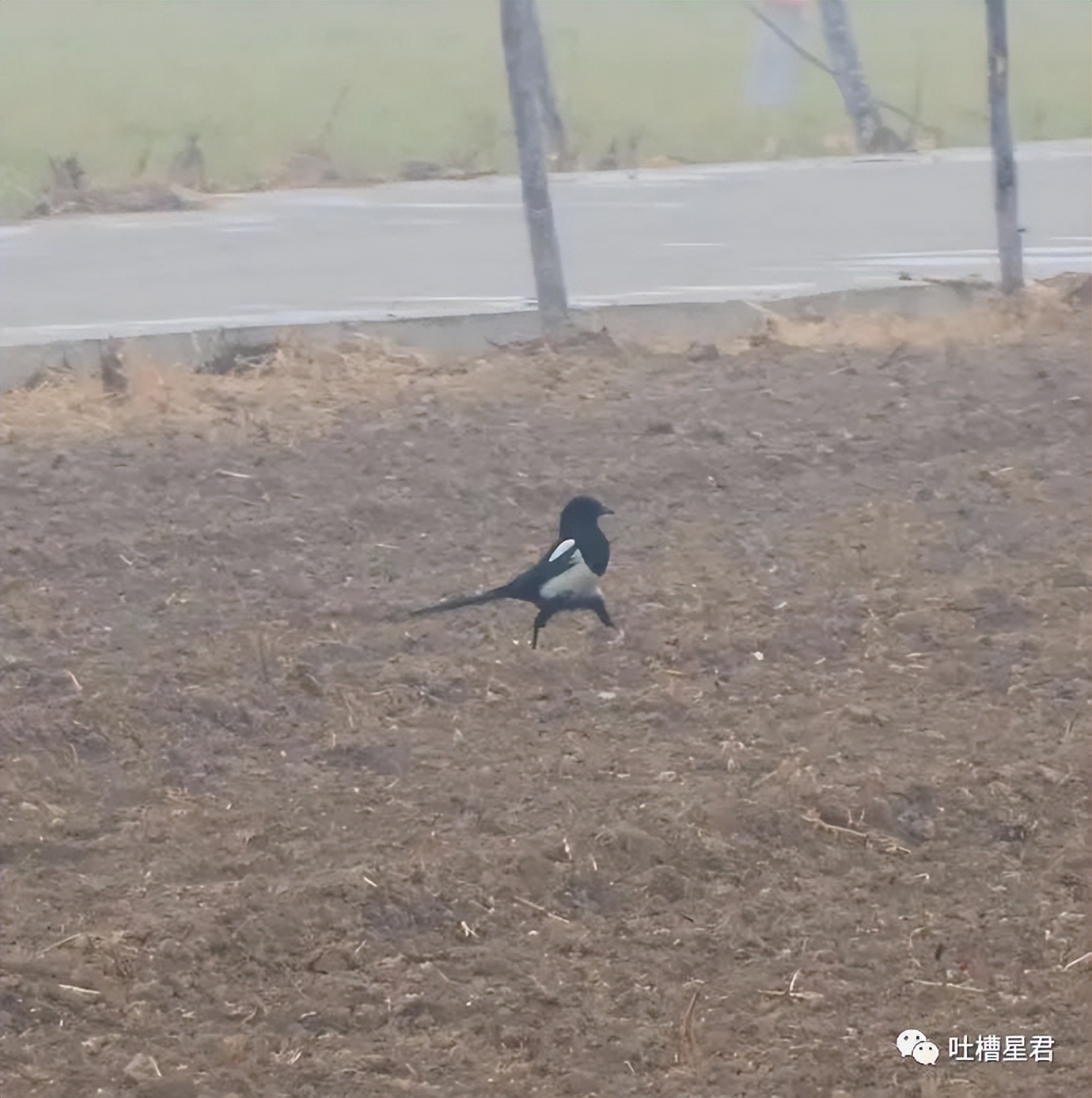 具俊晔台北看汪小菲第一套房,具俊晔在台湾看汪小菲另一套房