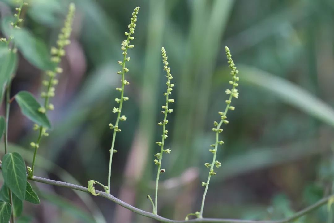 150种常见药用植物大全,150余种常见药用植物花期组图