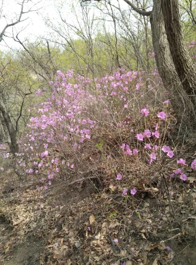 桃源仙谷踏青,最美的桃源仙谷