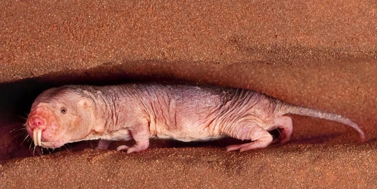 唯一没被发现癌症的动物,其“抗癌秘密”被发现,对人类有用吗?