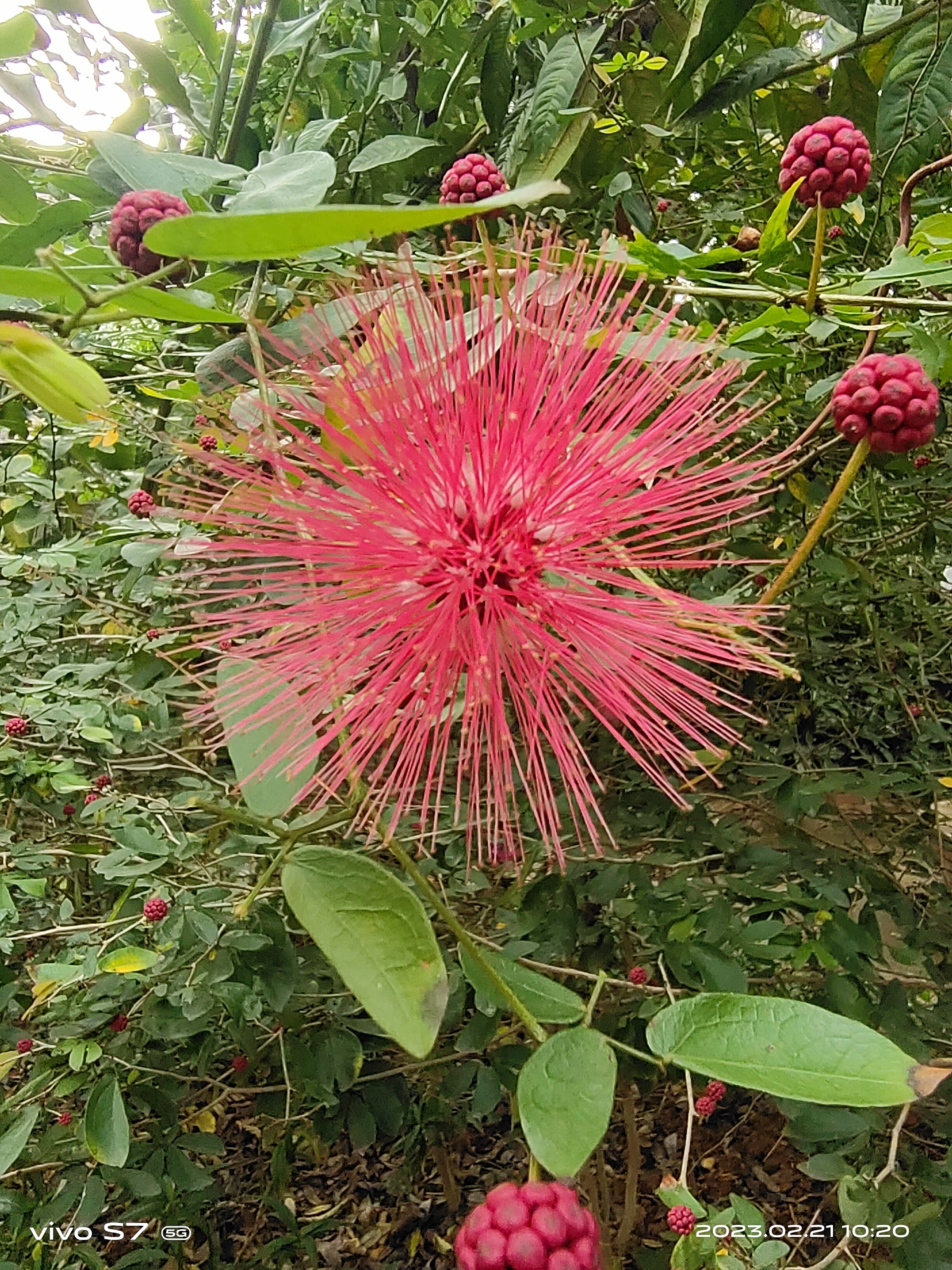 西双版纳曼听园攻略,云南西双版纳打卡曼听公园