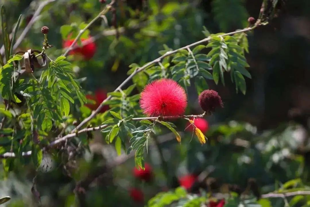 开花植物大全100种,实用分享30款小型开花树种介绍
