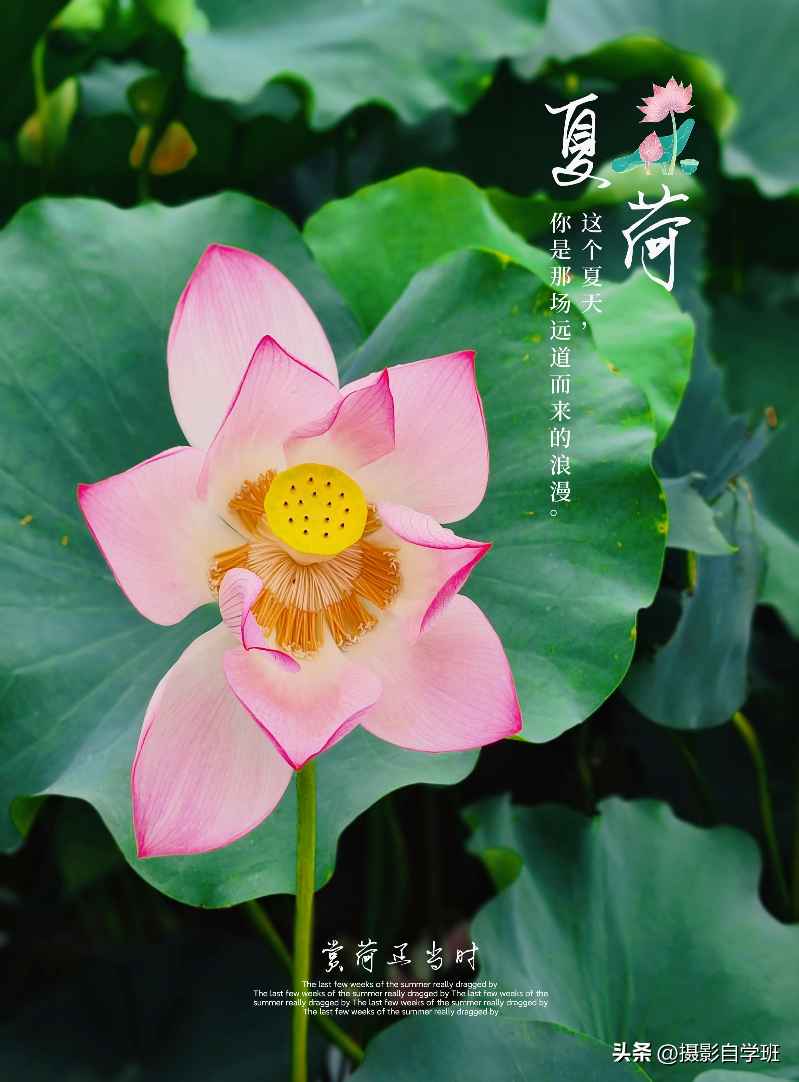 摄友投稿图片,摄友投稿旅行记录图