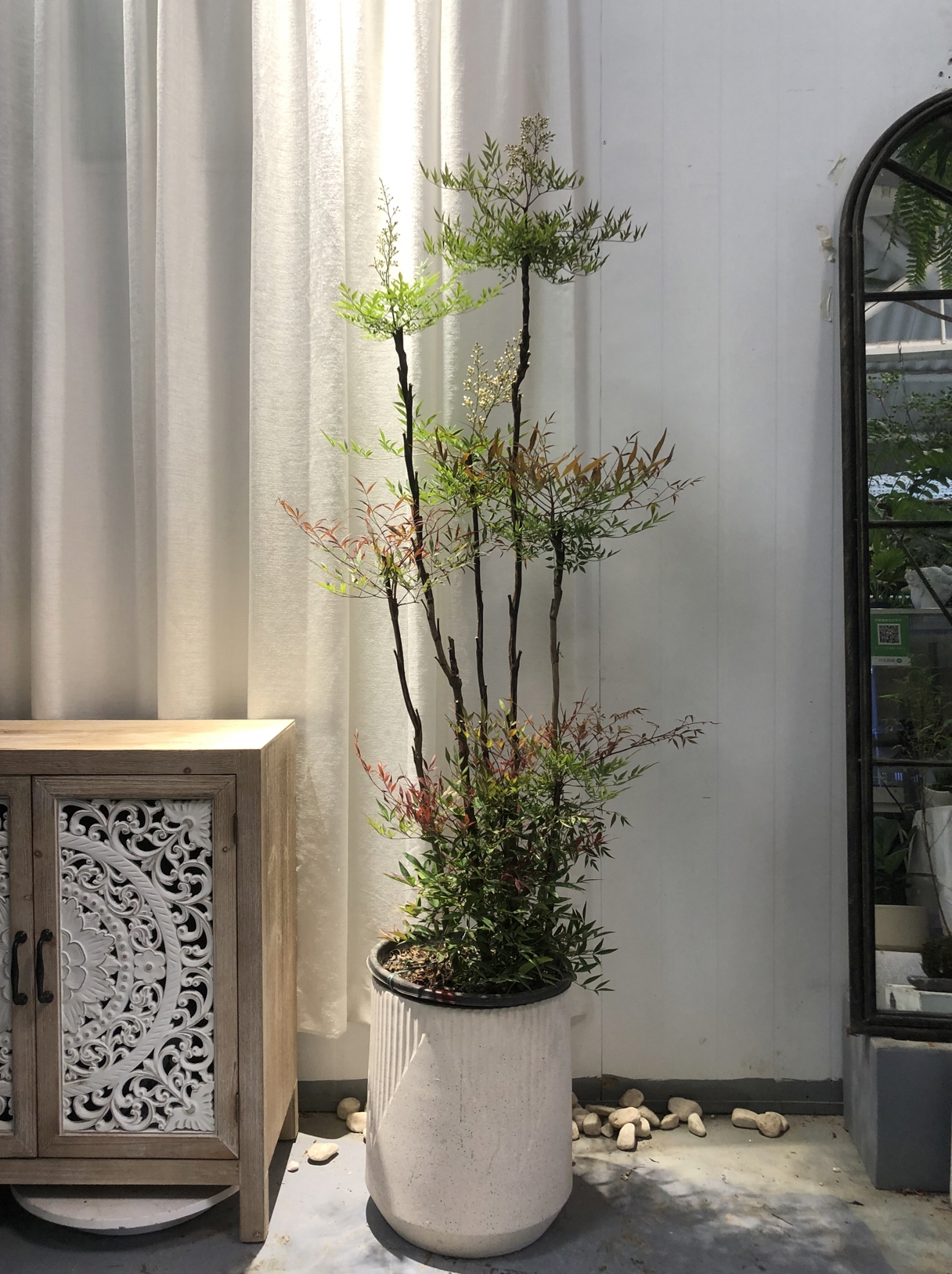 养不死的绿植,懒人养不死耐寒耐旱的绿植