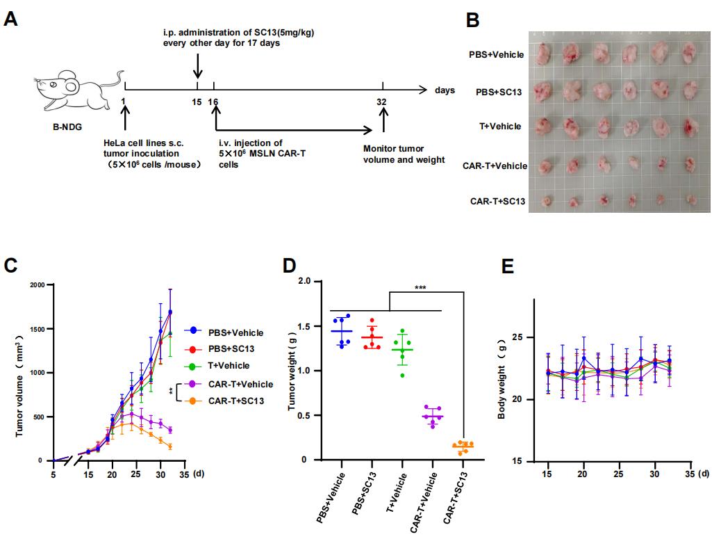 南京大学科技成果转化,cart细胞疗法治疗肿瘤的最新进展