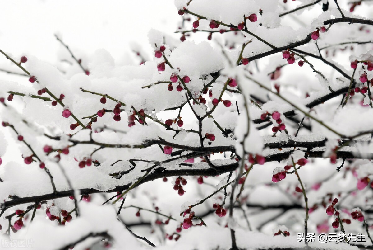 梅花易数考证,梅花易数来历