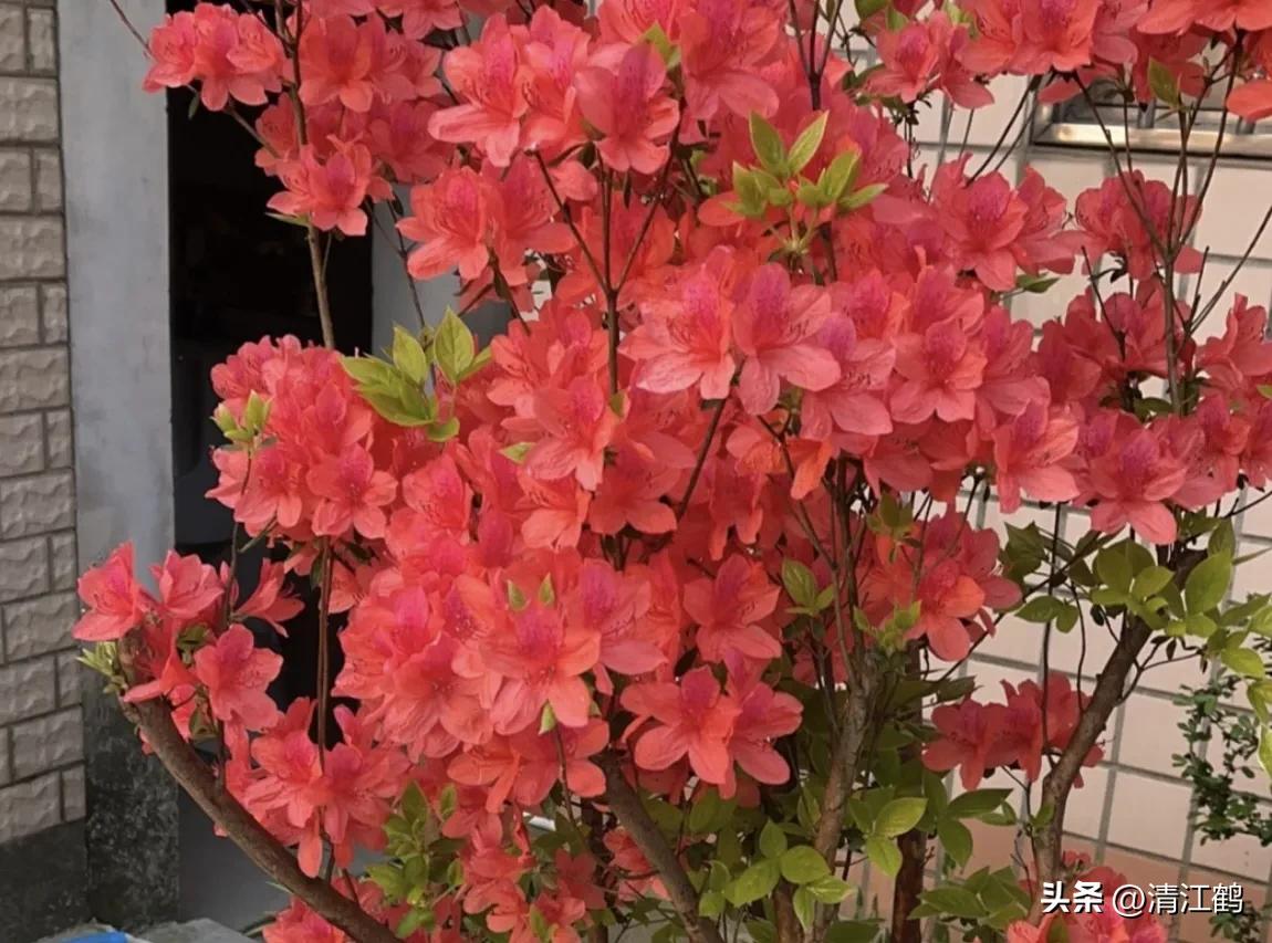 映山红扦插繁殖方法,映山红的扦插繁殖方法