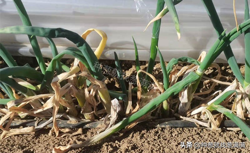 大葱种子哪个品种好,辽葱10号大葱种子