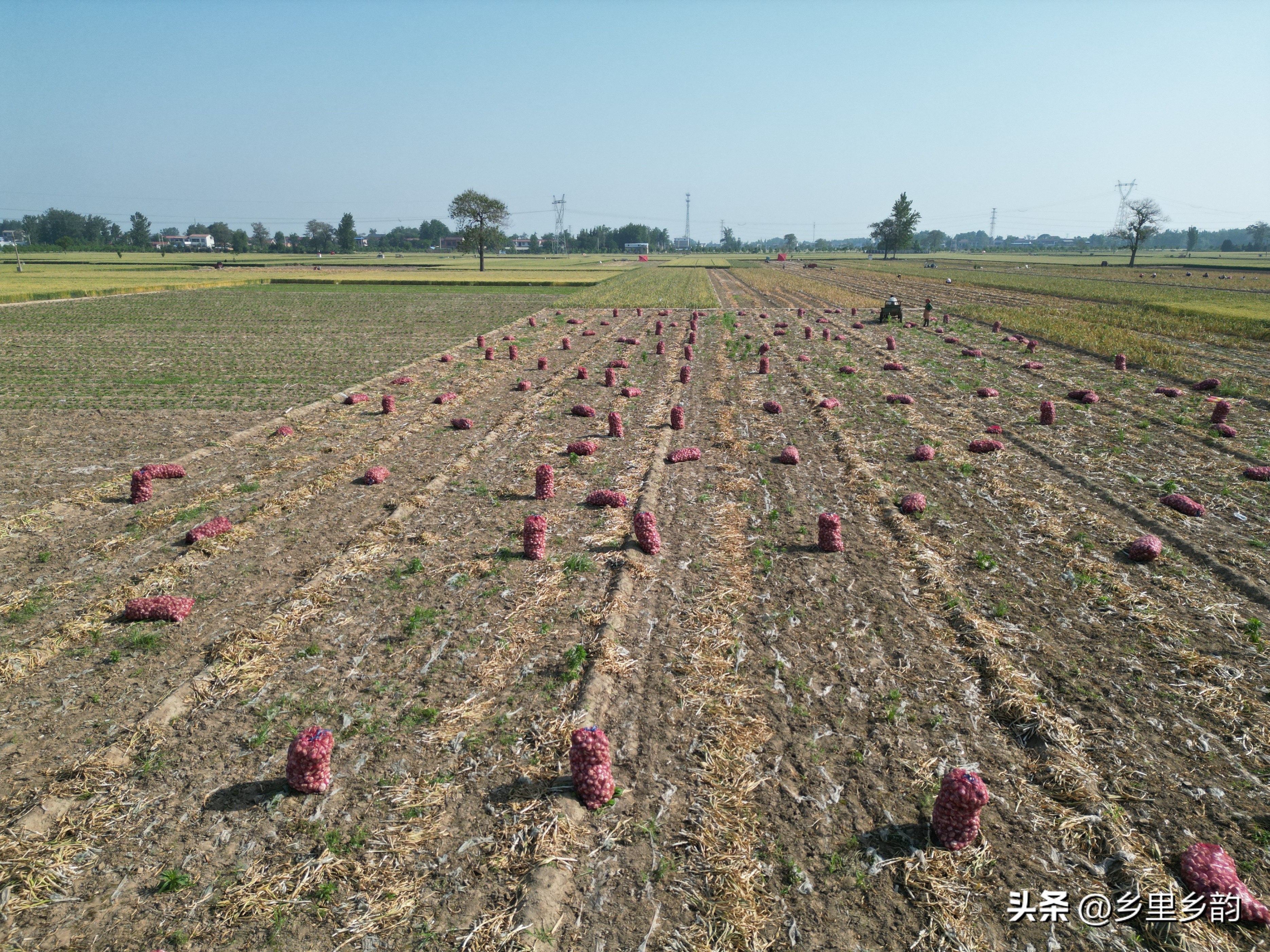 一亩地大蒜卖了5000块钱,农民卖好多蒜可以赚多少