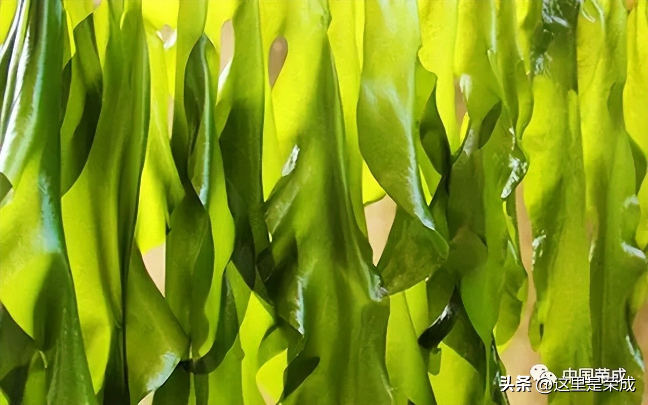 异域风情的漂亮植物,好看又清雅的植物