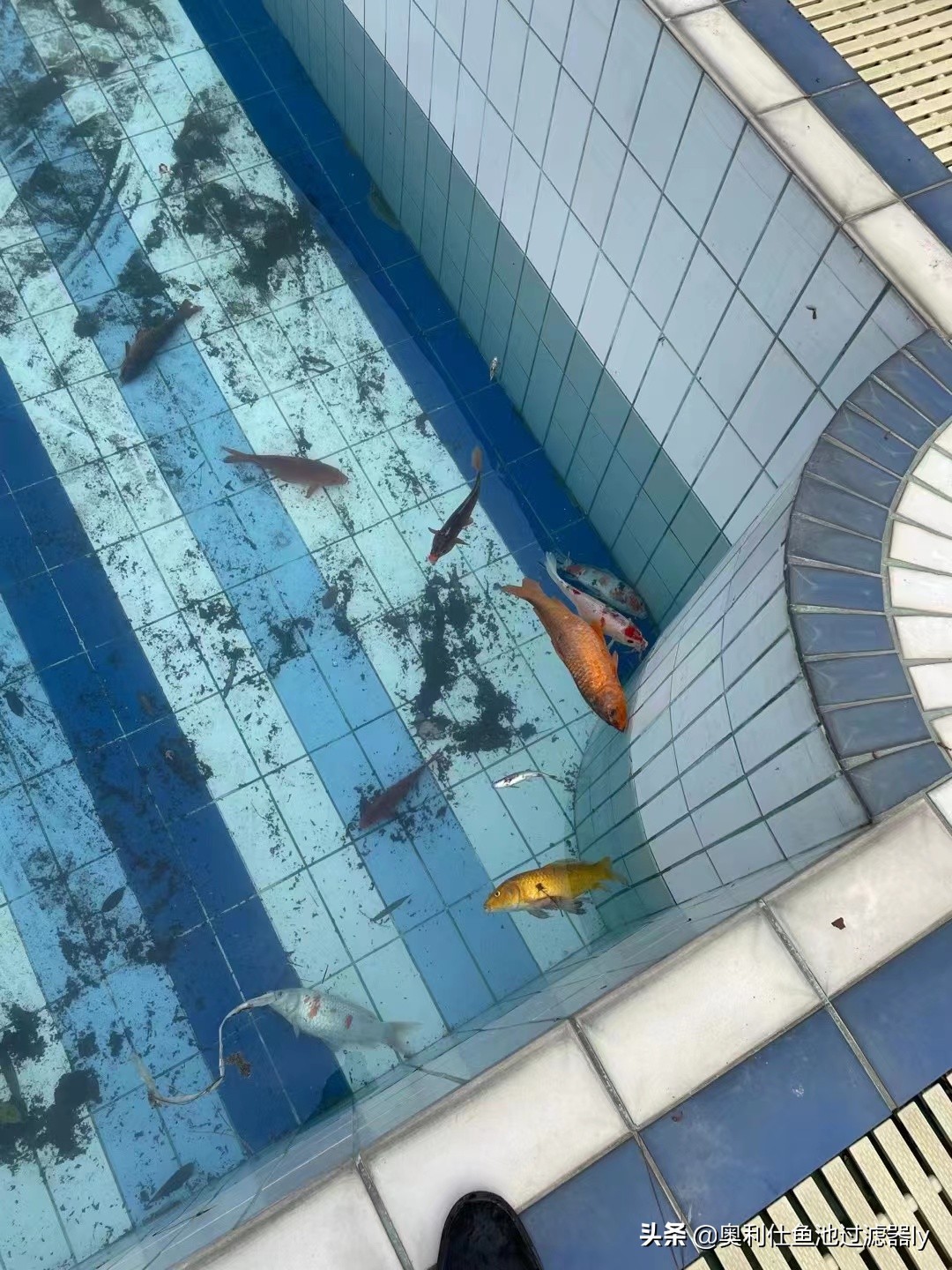 锦鲤鱼池清洗方法,鱼池里锦鲤总是死