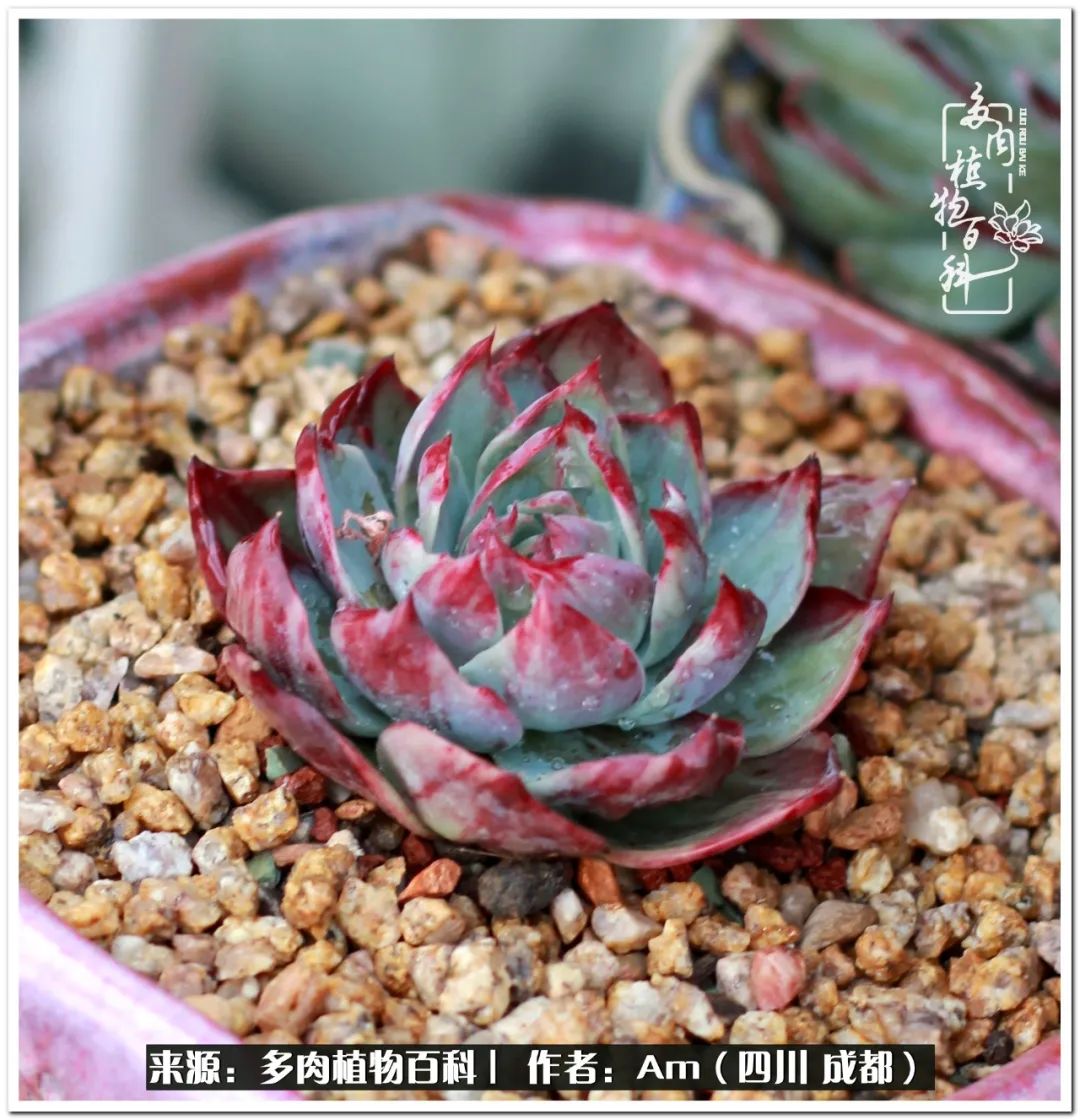 多肉小盆友生活多姿多彩,多肉小精灵福享不停