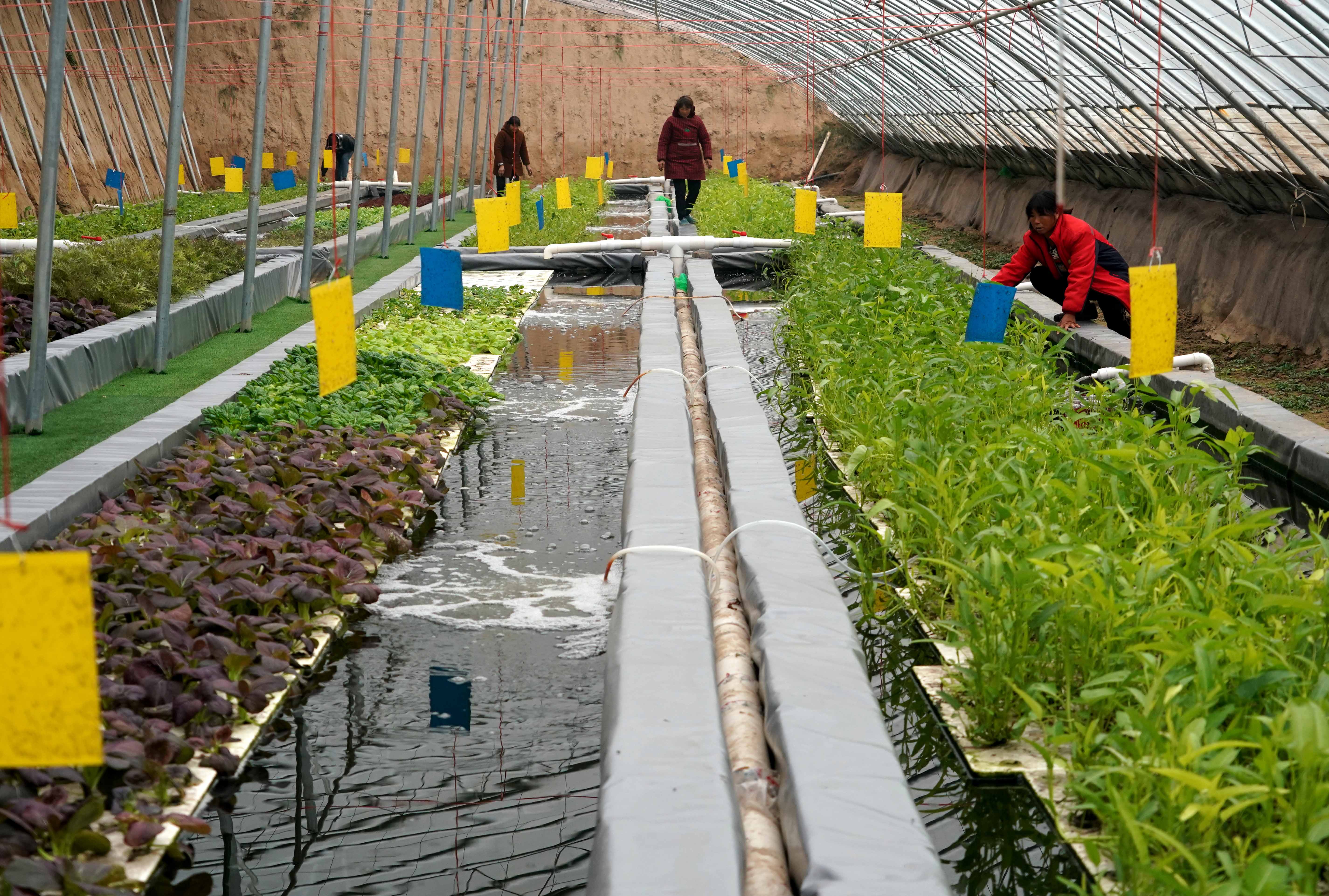 鱼菜共生哪些菜净化水质好,什么鱼和什么菜可以达成鱼菜共生