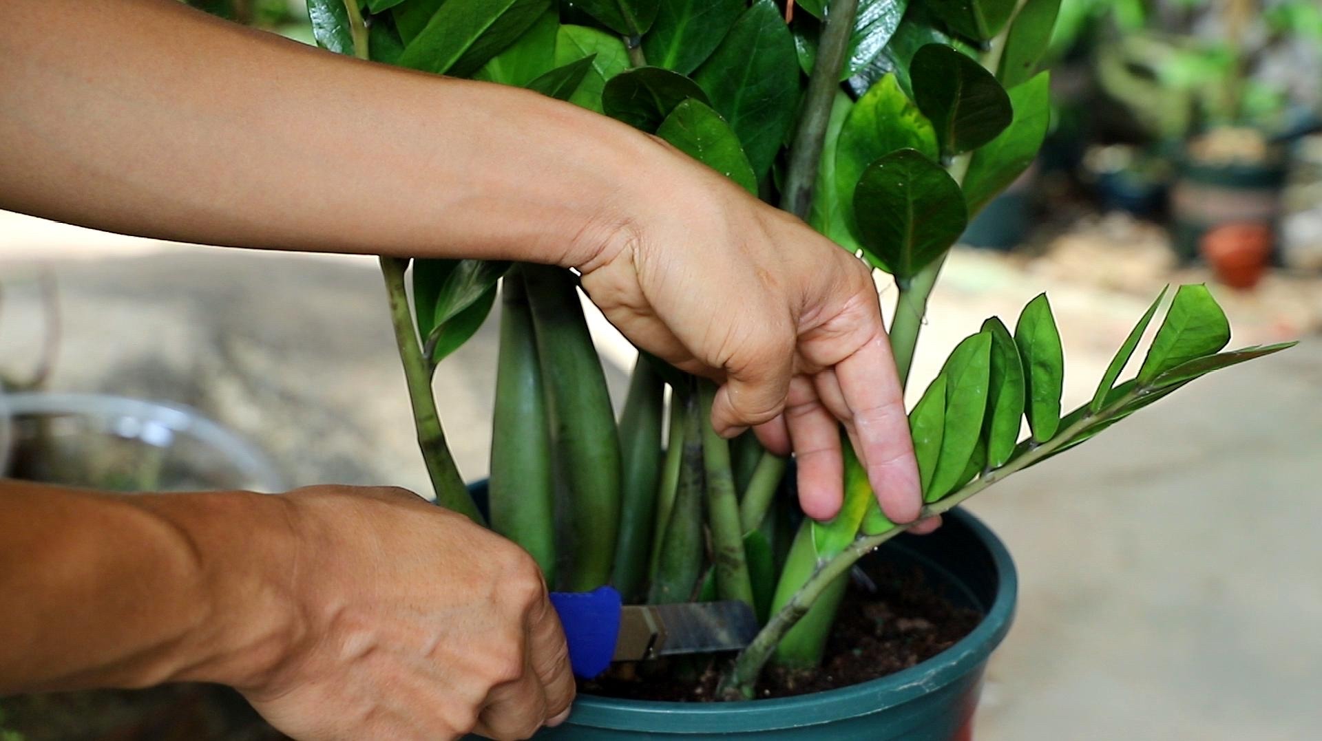 金钱树浇什么水能使叶子油绿旺盛,金钱树新枝长得油绿老枝叶片发黄