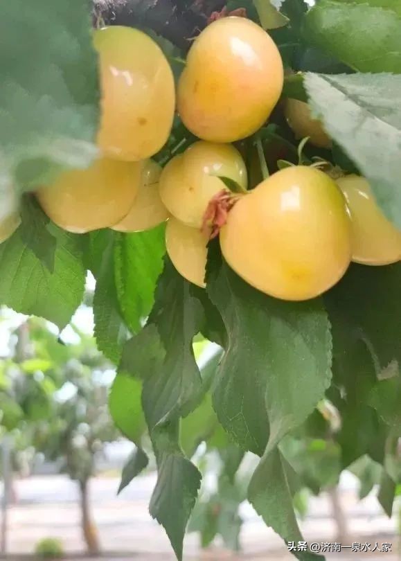 山东大樱桃舌尖上的美味,吃樱桃的季节舌尖上的味道