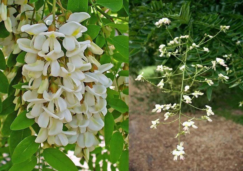 槐树的花吃了有毒吗,槐树花开花有毒吗
