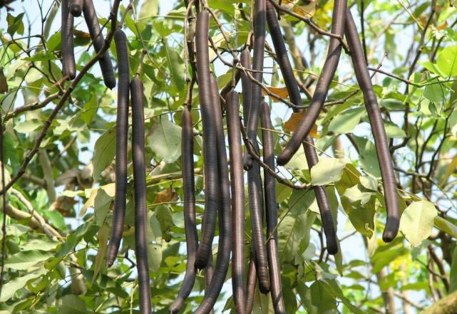 农村这种植物很多人见过却没吃过,农村老农才认识的一种植物