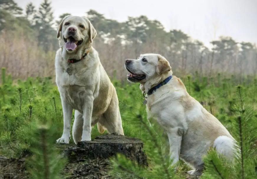 养狗推荐这5种狗狗好养又听话,养狗不要养的七种狗养了都后悔