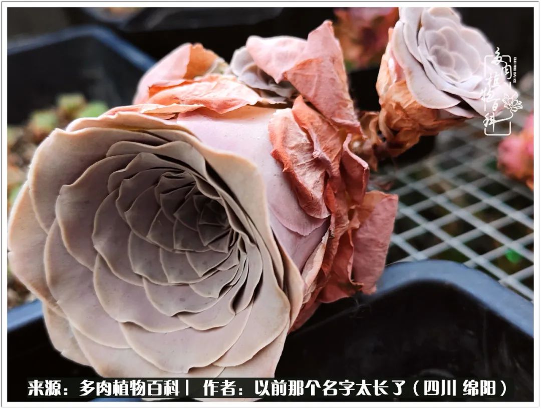 夏天山地玫瑰,小清新山地玫瑰