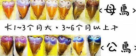 20-25天的虎皮鹦鹉能分出公母吗,1一3个月的虎皮鹦鹉怎样分公母