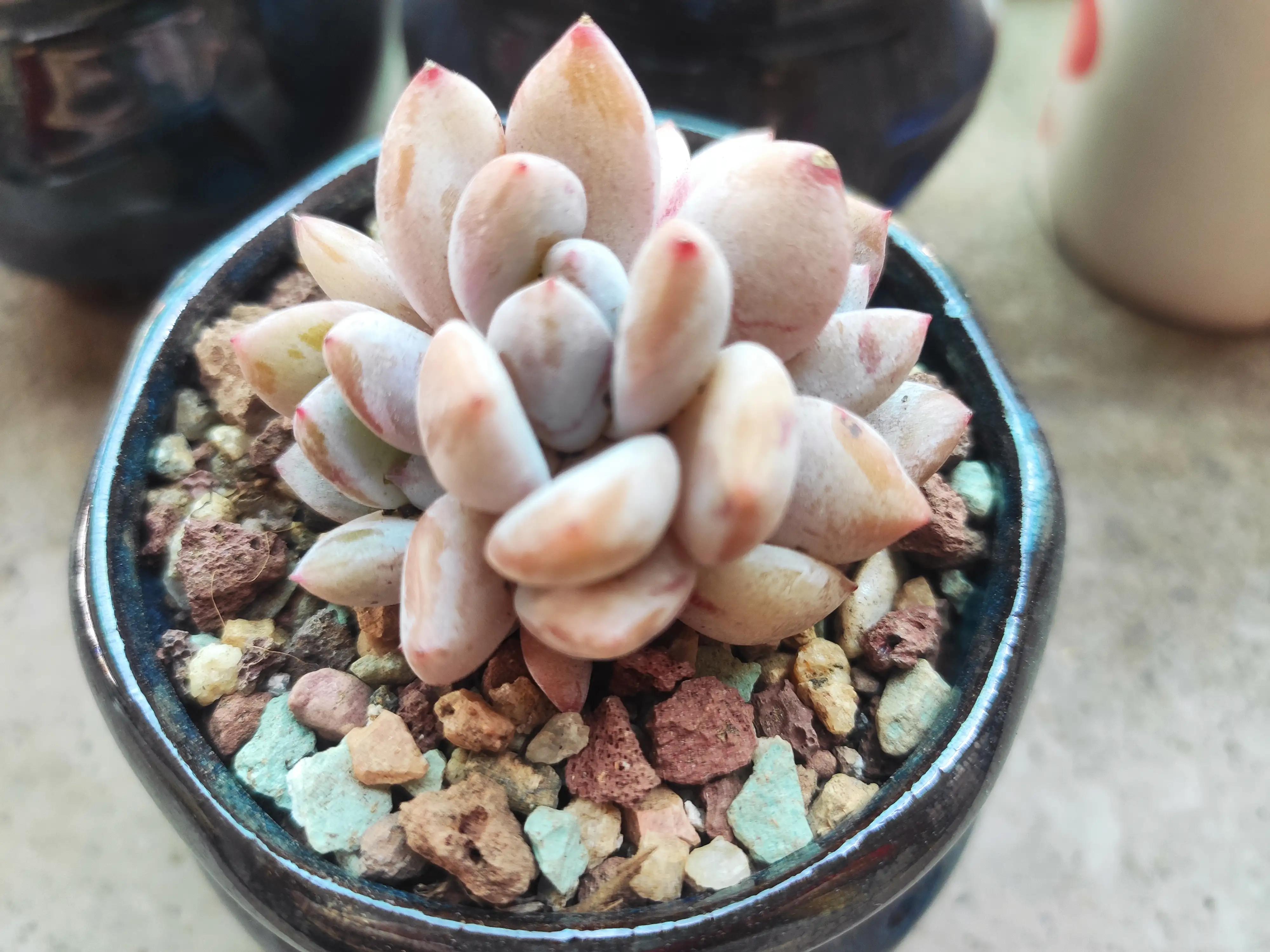 可爱的小猫,可爱的小精灵幼儿舞蹈完整版