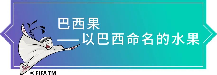 卡塔尔世界杯巴西队赛程,卡塔尔世界杯32强巡礼之厄瓜多尔