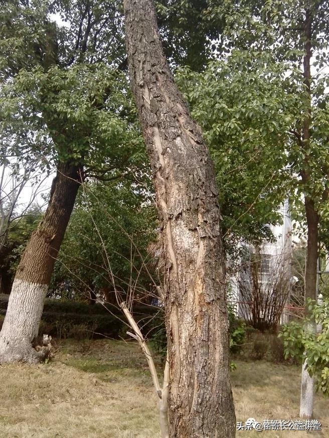 园林树木冻害的调查,苗木冻害是怎么回事