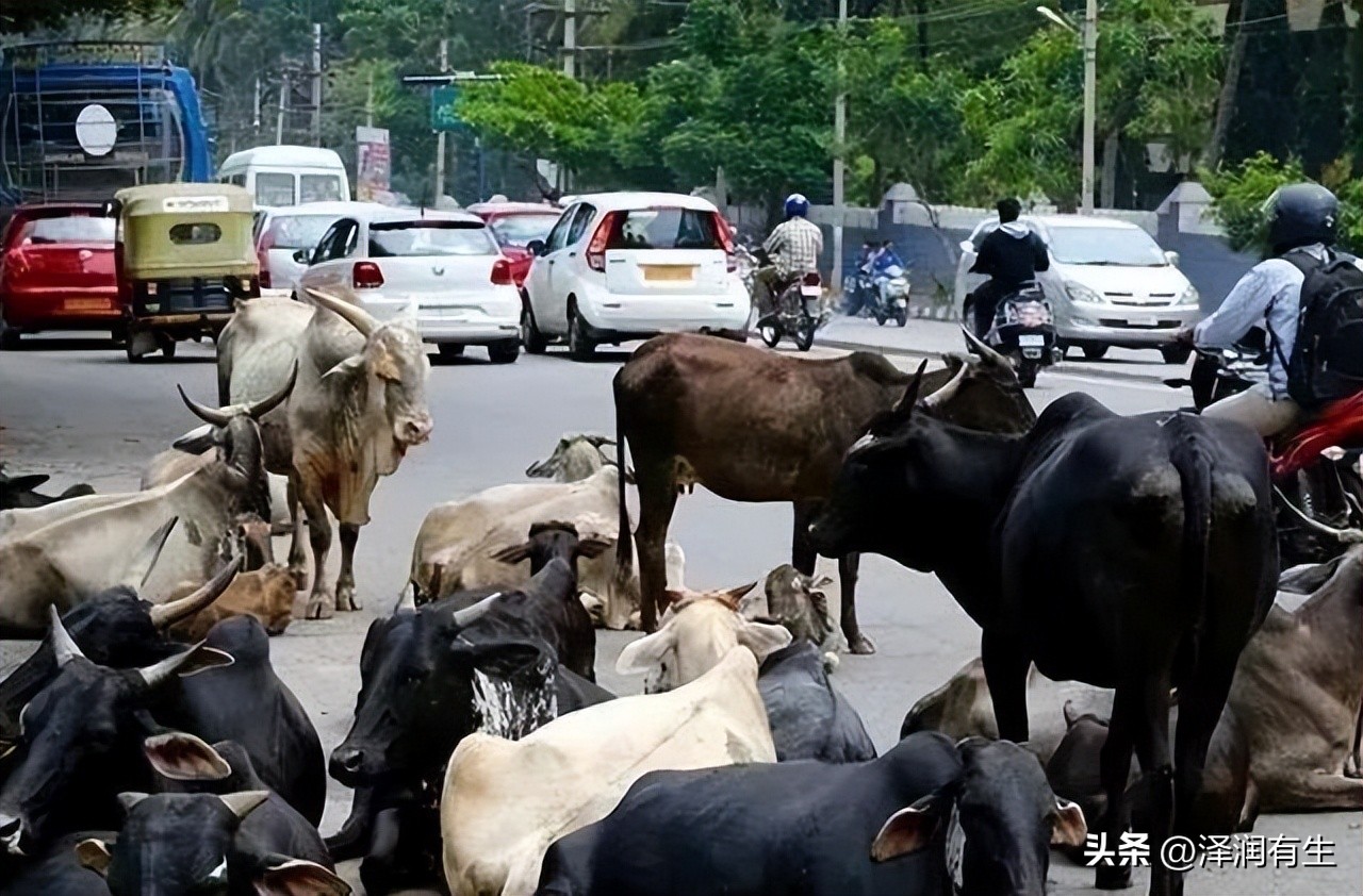 印度教徒喝牛尿能杀病毒吗,印度人用牛尿泡牛粪