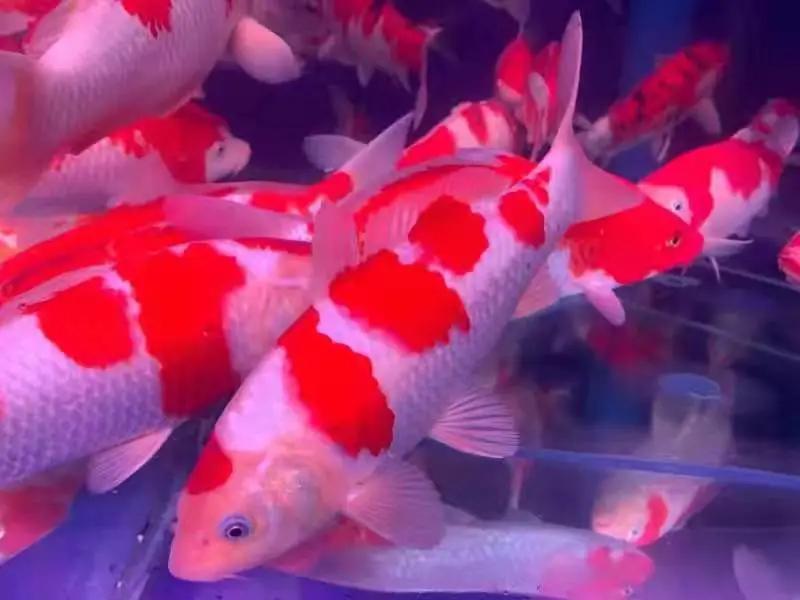 新年文旅大礼包,喜迎新春送豪礼活动