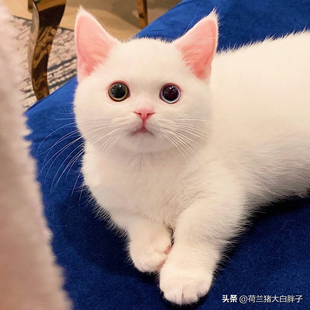 宠物猫咪应该怎么修理,宠物猫消化不良呕吐怎么办