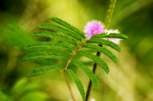 含羞草养护的基本方法,含羞草怎样养护才能开花
