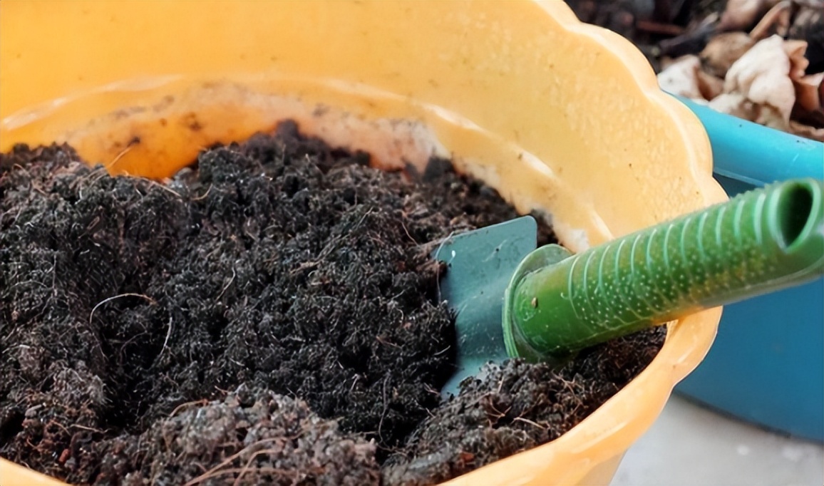 给花草换盆打理花草,给花卉换盆的四点注意事项是什么