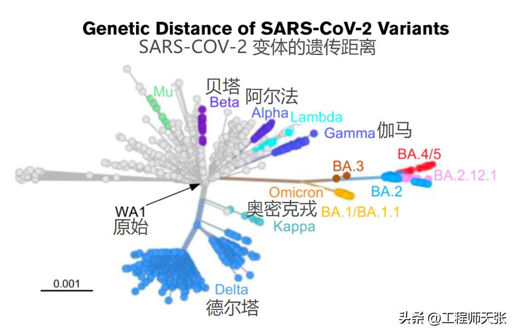 地狱犬变异毒株严重吗,奥密克戎变种地狱犬