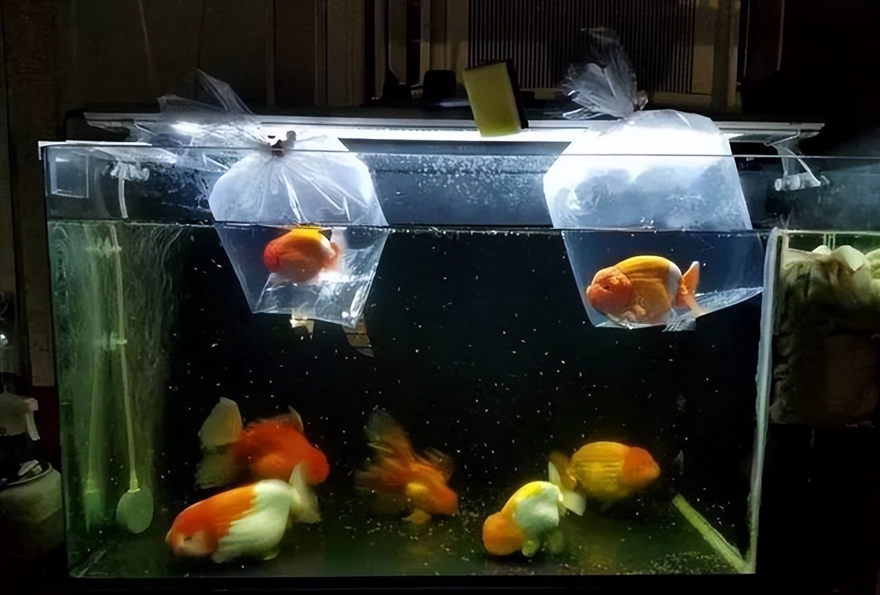 新鱼到家入缸需要注意事项,新鱼到家怎么养出状态