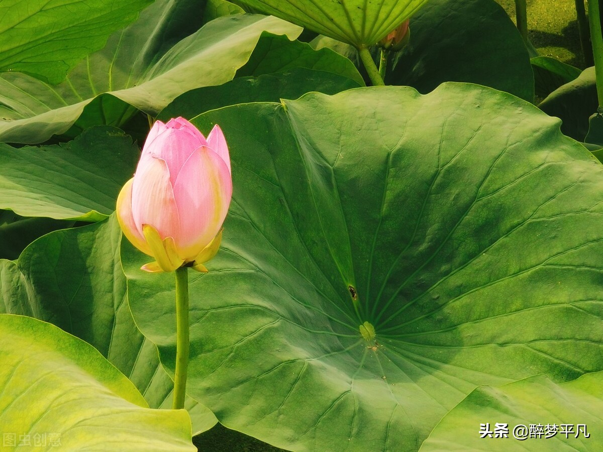 沈阳植物园沈阳世博园,沈阳世博园和植物园区别