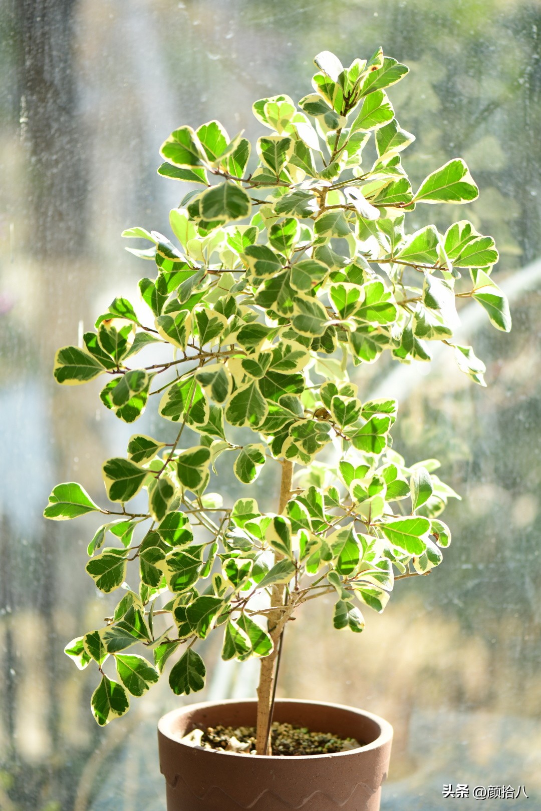 天冷怎么注意植物冻死,植物怕冷怎么过冬